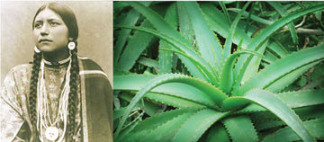 Aloe Vera: Natural Solutions from Native Roots